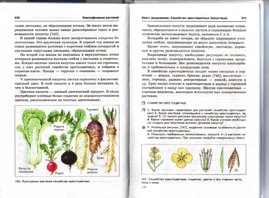 Срок жизни семейства крестоцветных