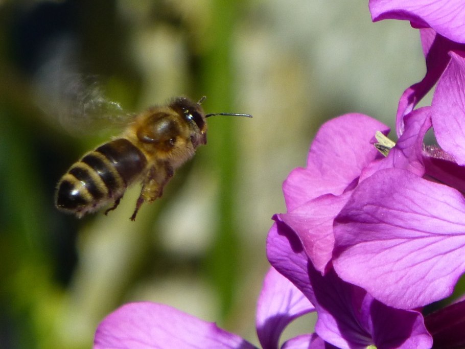 Плод семейства Brassicaceae
