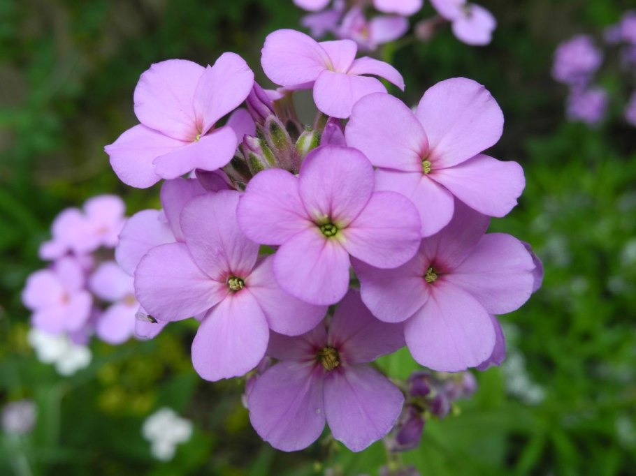 Биология 6 класс параграф 28