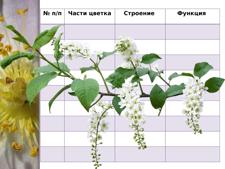 Дейция строение цветка таблица