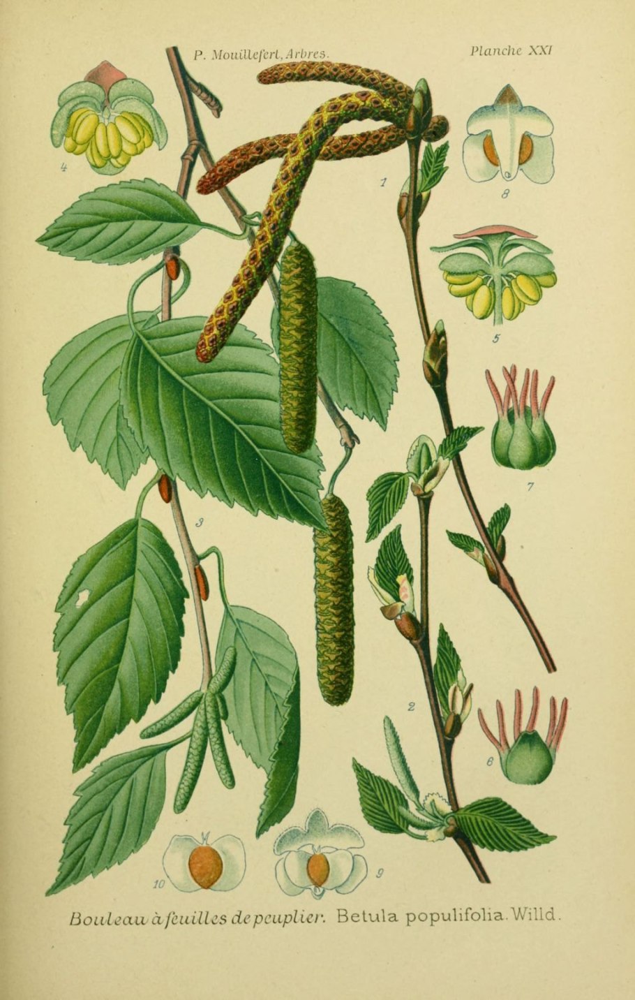 Береза повислая ботаника