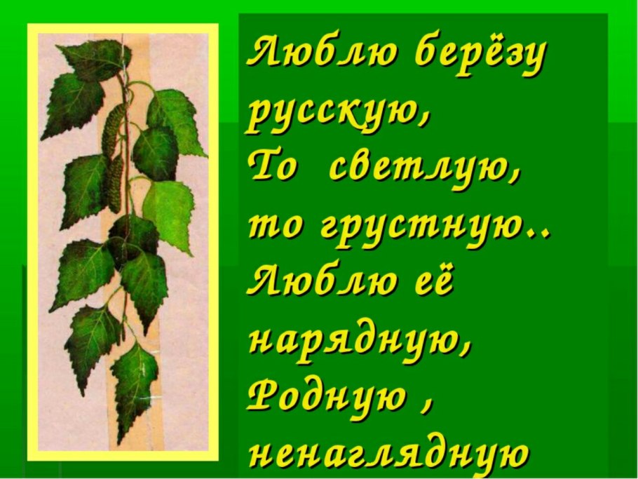 Береза пушистая ботаника