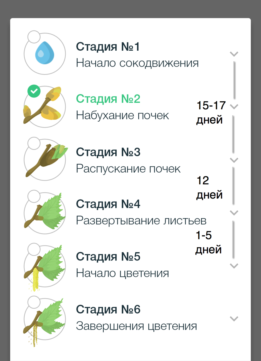 Стадии цветения березы