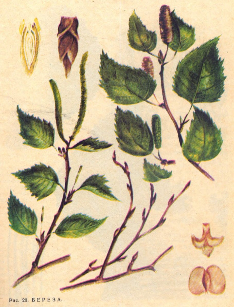 Береза повислая почки