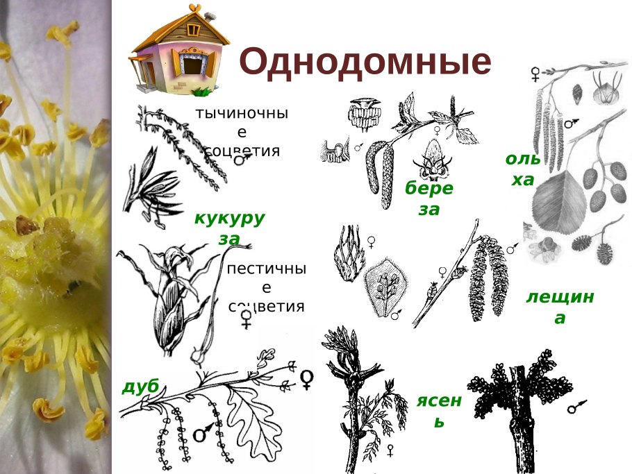 Однодомные и двудомные берёза
