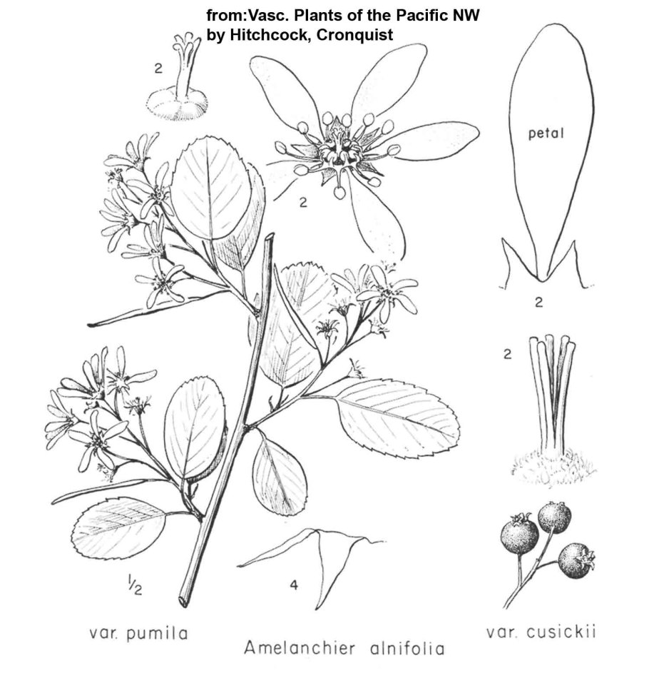 Ирга рисунок
