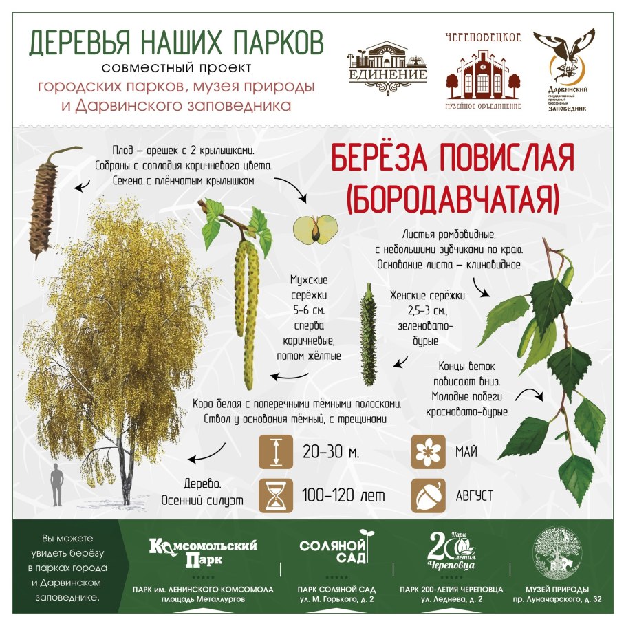 Береза Даурская листья