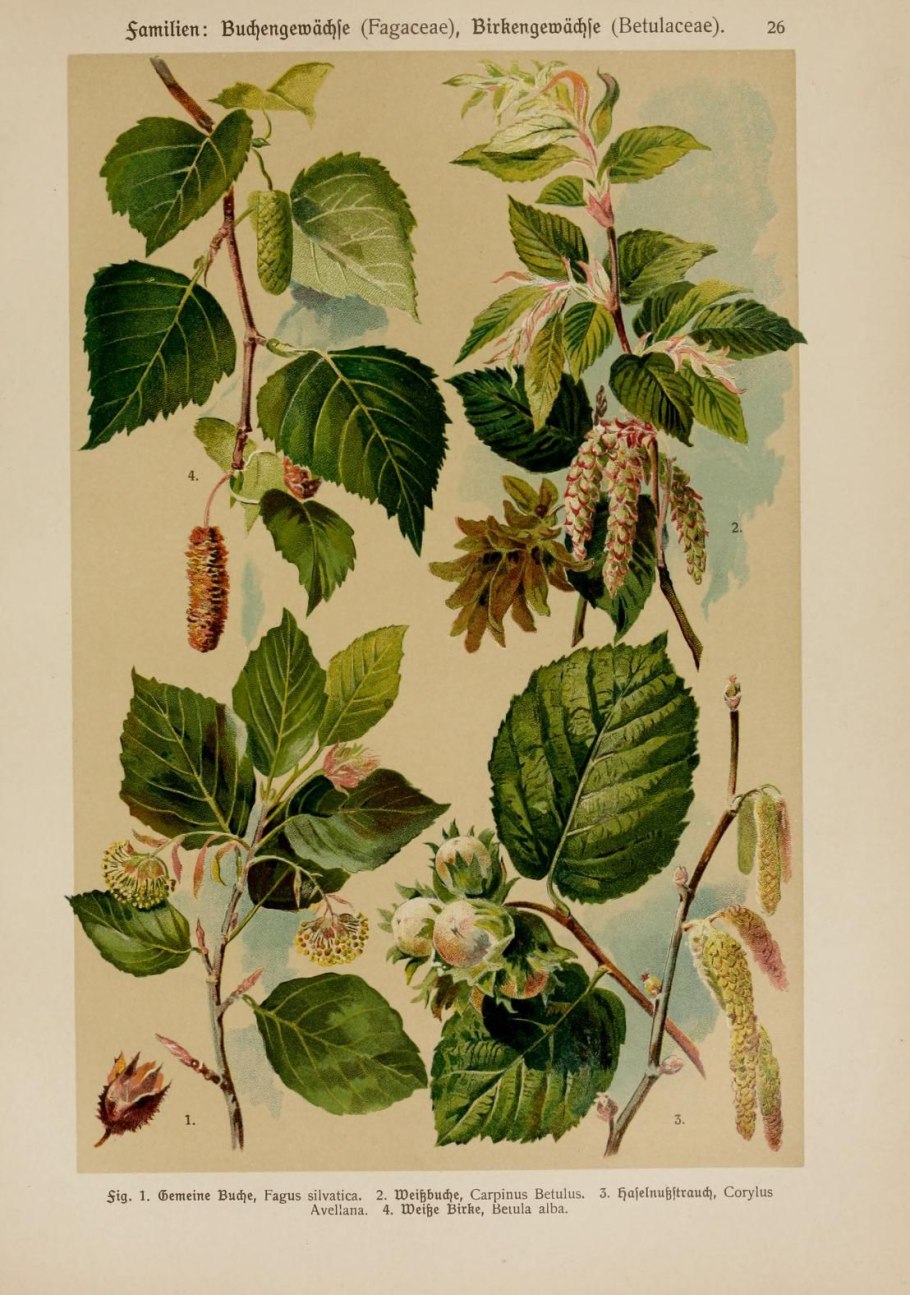 Береза betula alba