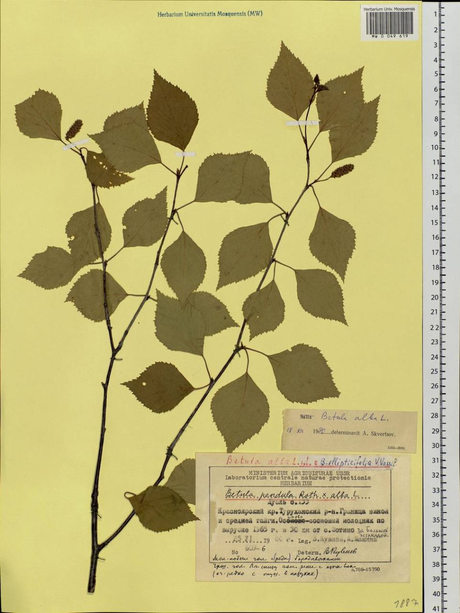 Береза повислая побег