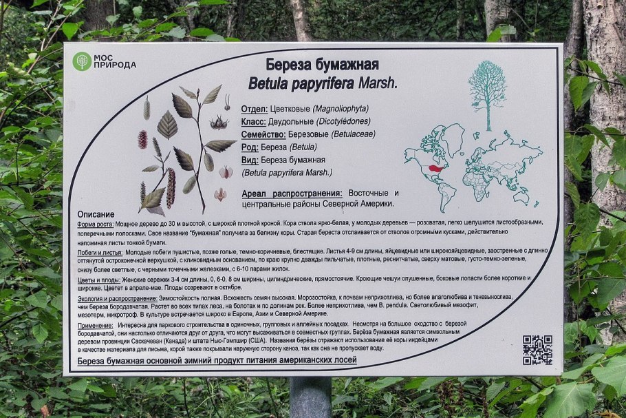 Табличка береза