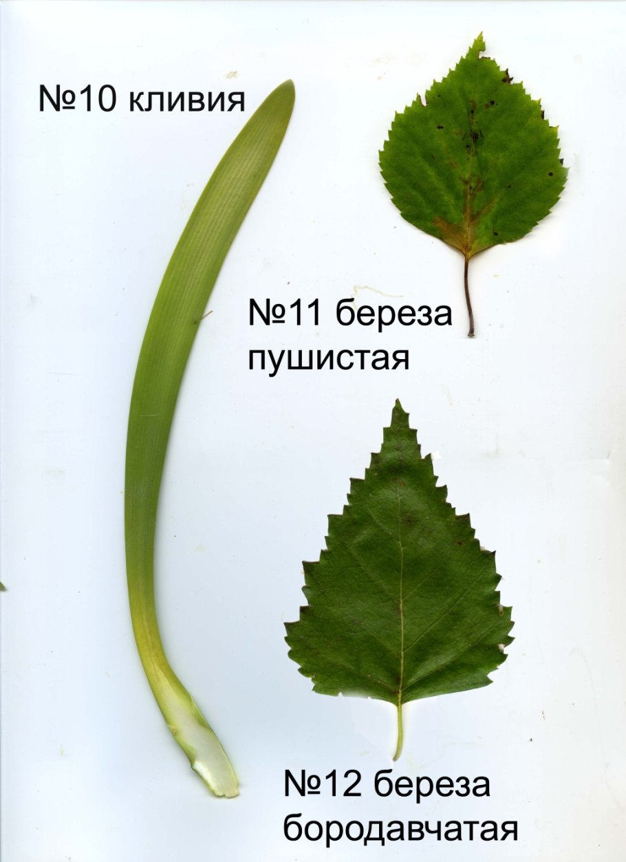 Листья като