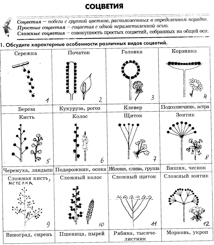 Зарисуйте схемы рассмотренных соцветий запишите их названия и укажите