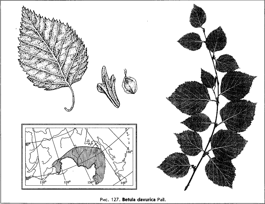 Базовые формы цветов