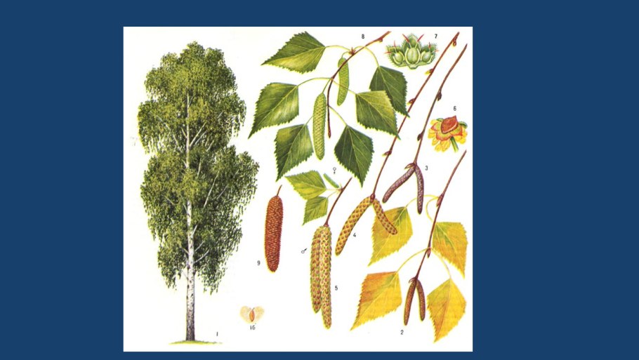 Формула цветка обозначения