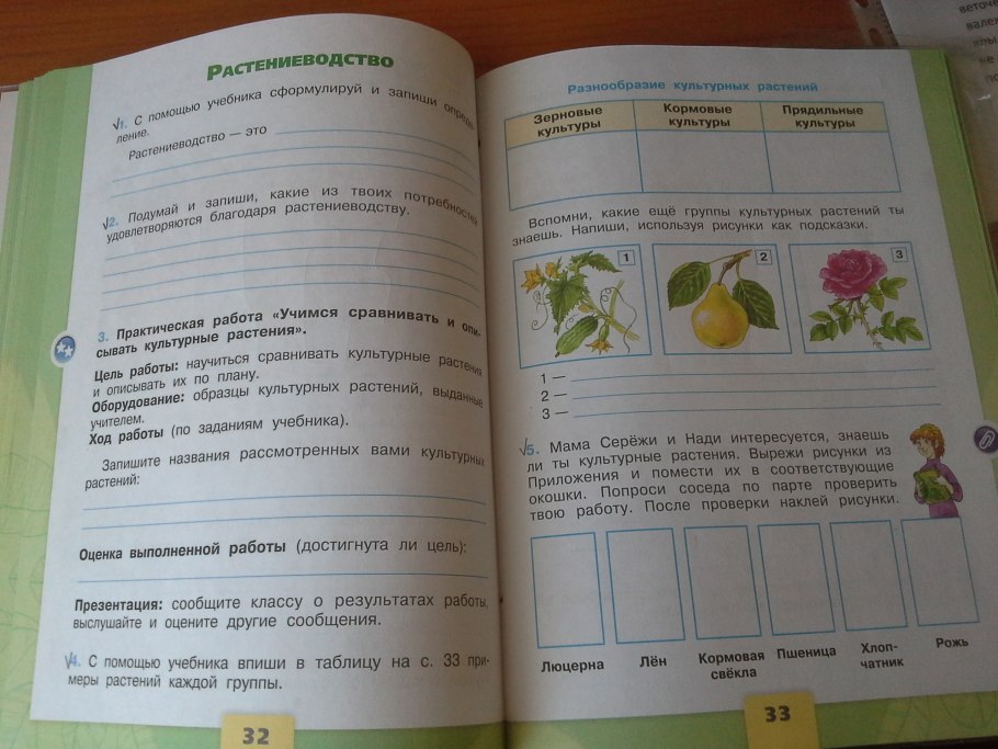 Сравниваем и описываем культурные растения