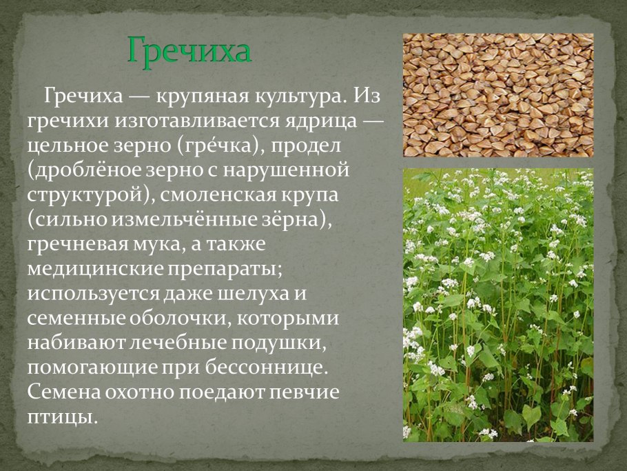 Дикорастущие растения и культурные растения