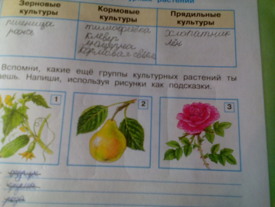 Какие еще группы культурных растений