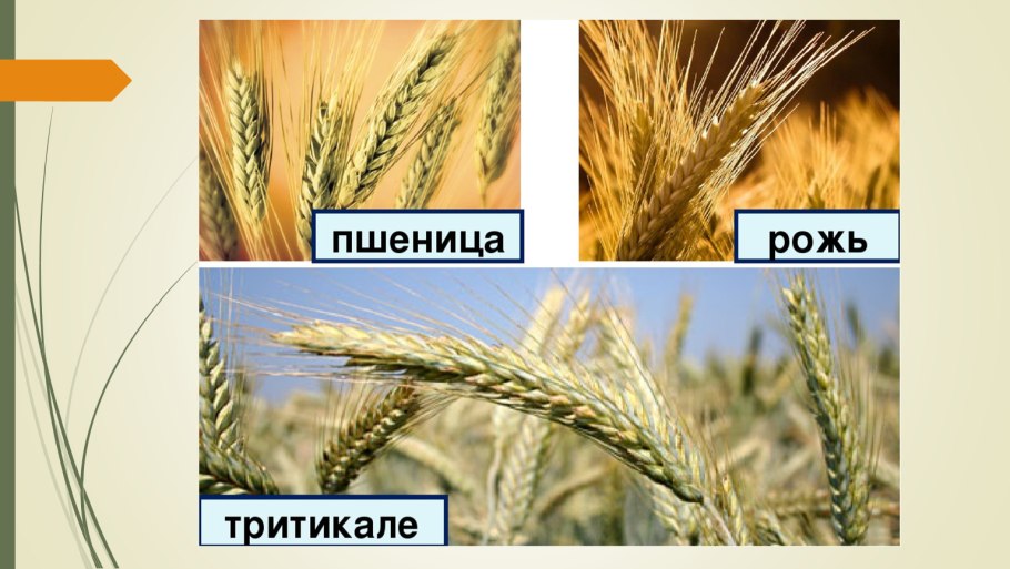Рожь и пшеница отличия