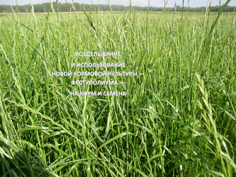 Дикорастущие и культурные растения презентация