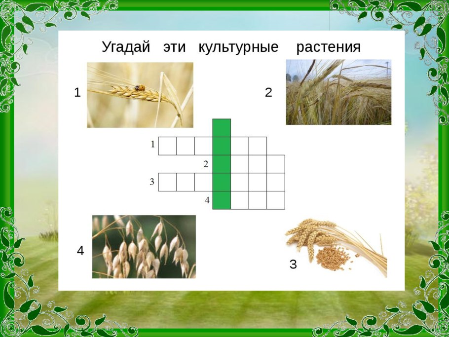 Зерновые культуры задания для дошкольников
