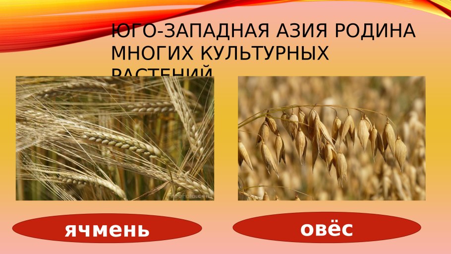 Культурные растения Юго Западной Азии