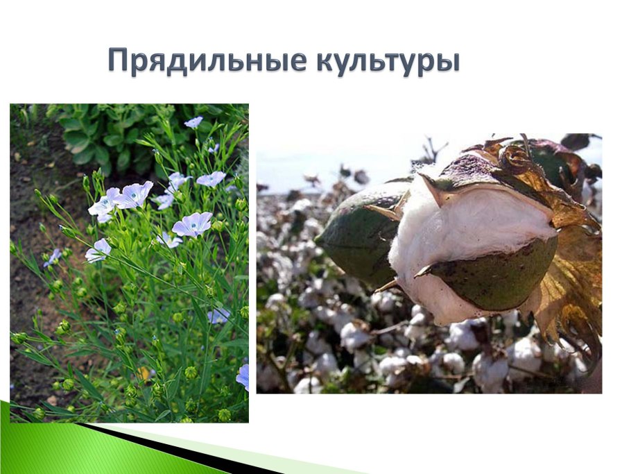 Важнейшие сельскохозяйственные растения