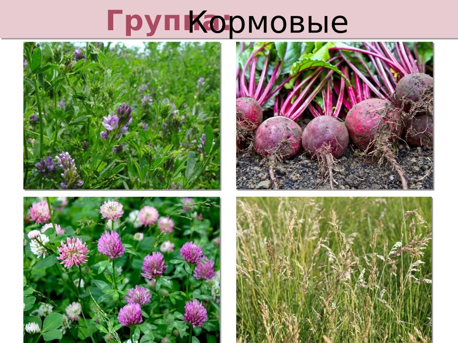 Карта сельского хозяйства Кыргызстан