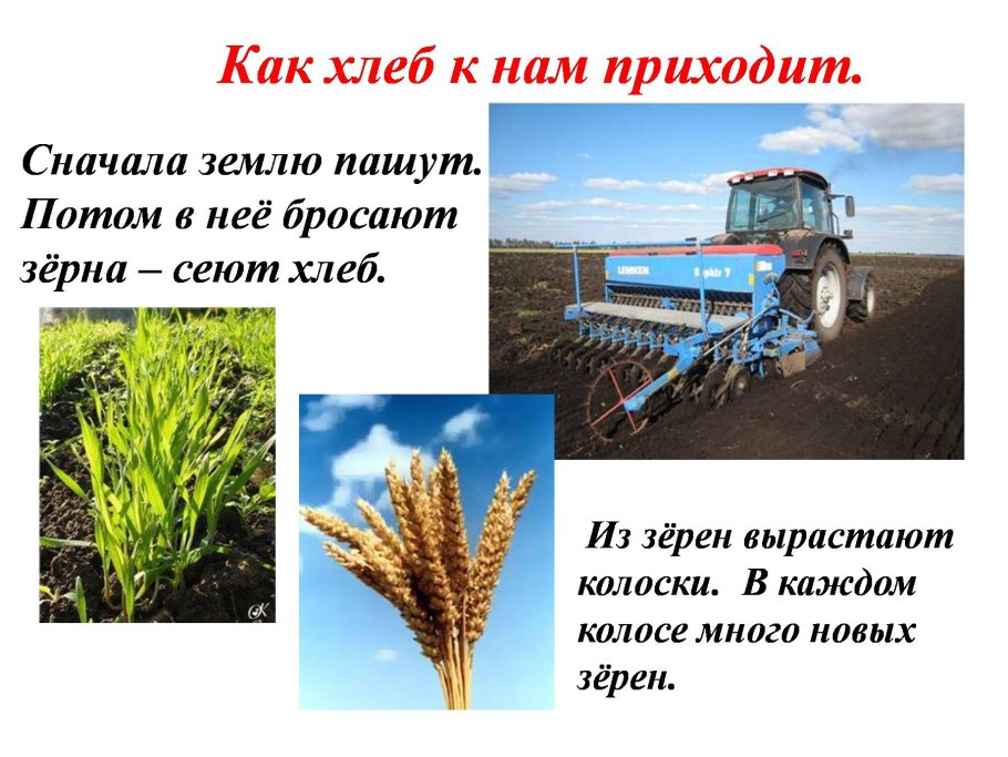 Классификация вегетативных органов растений