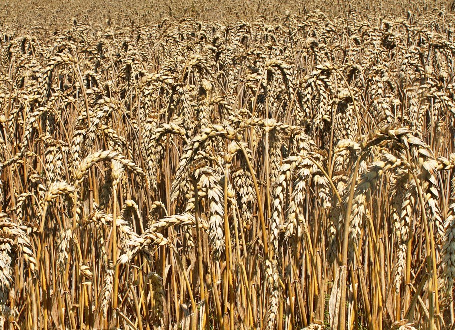 Культурные растения