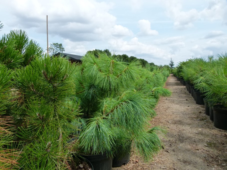 Pinus strobus Blue Shag