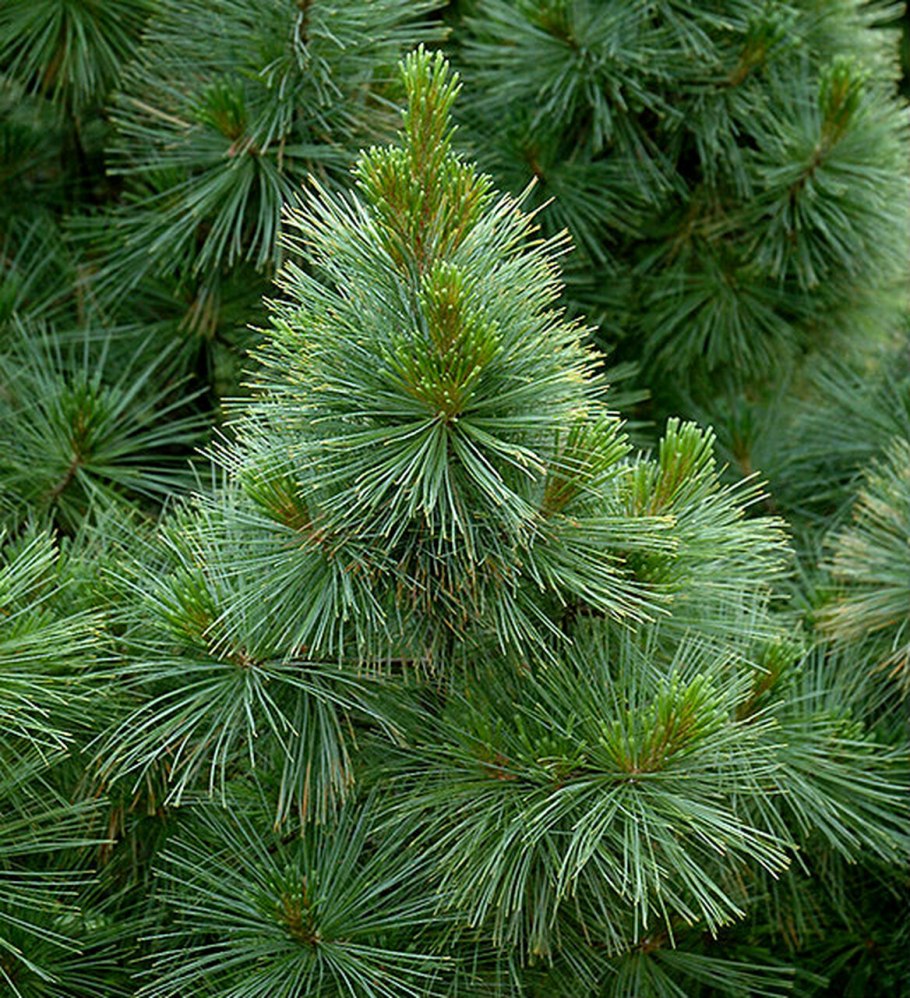 Pinus strobus pendula