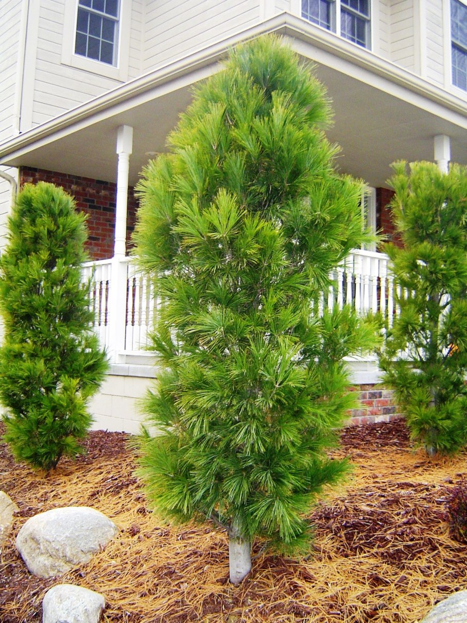 Сосна Веймутова Блю Шег