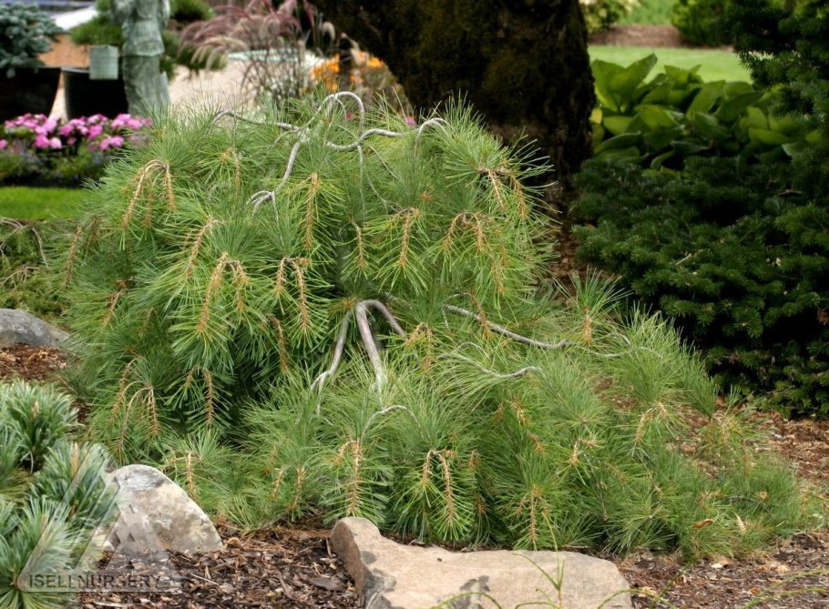 Сосна Веймутова Пинус стробус