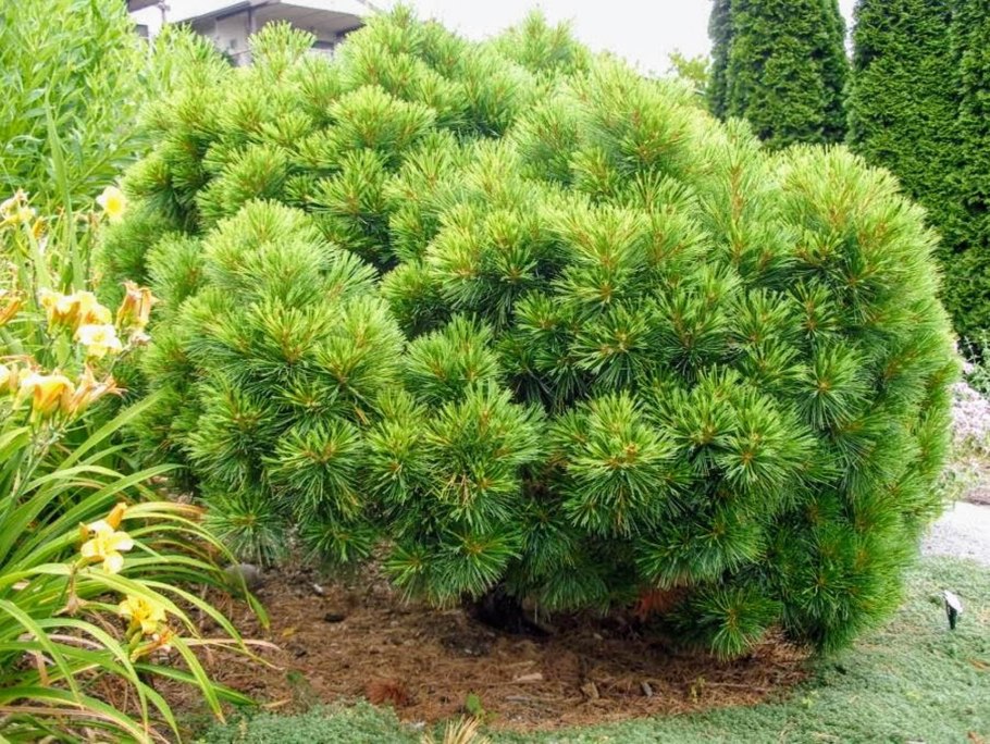 Сосна Веймутова strobus