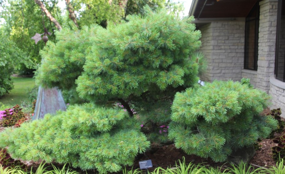 Pinus strobus 'Stowe Pillar'