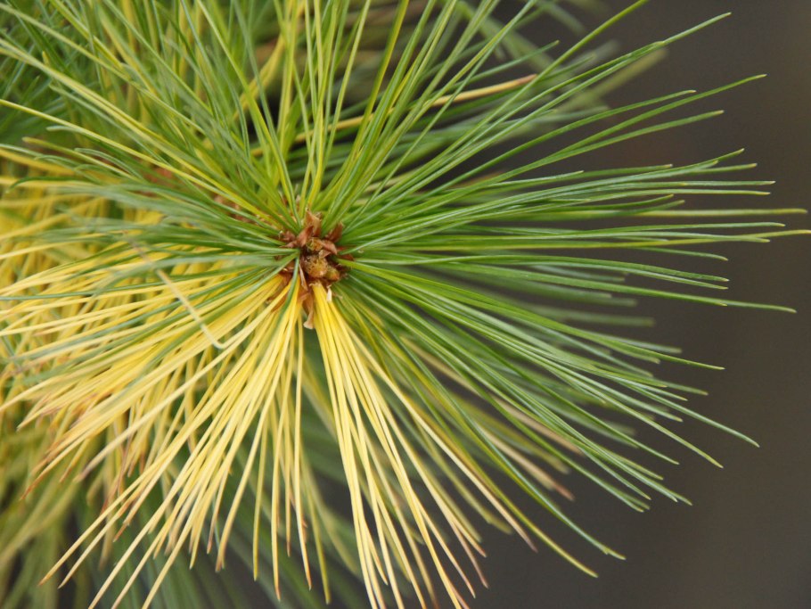 Сосна Веймутова Пендула