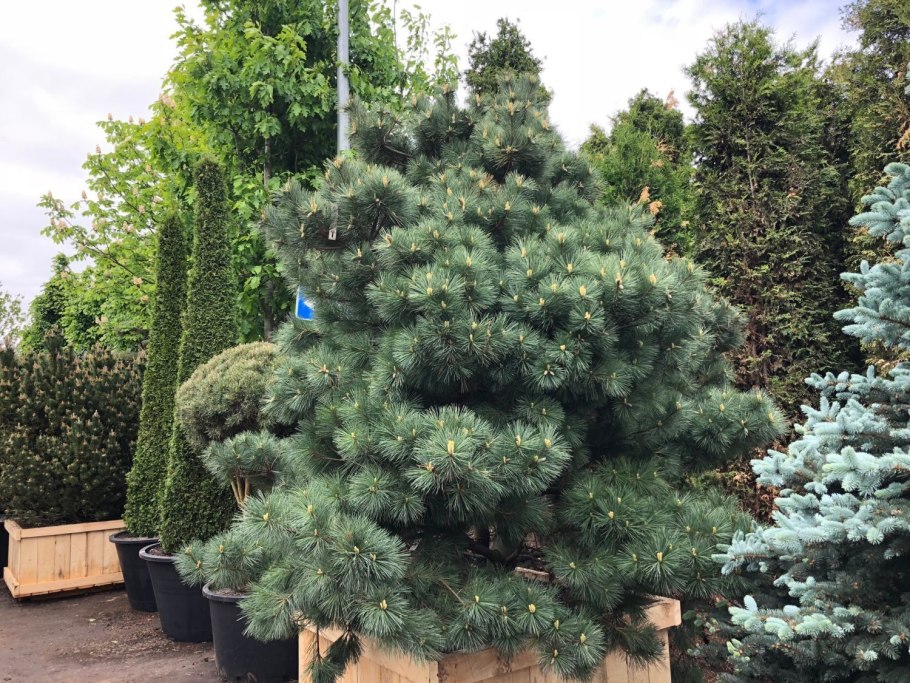 Сосна Веймутова pendula