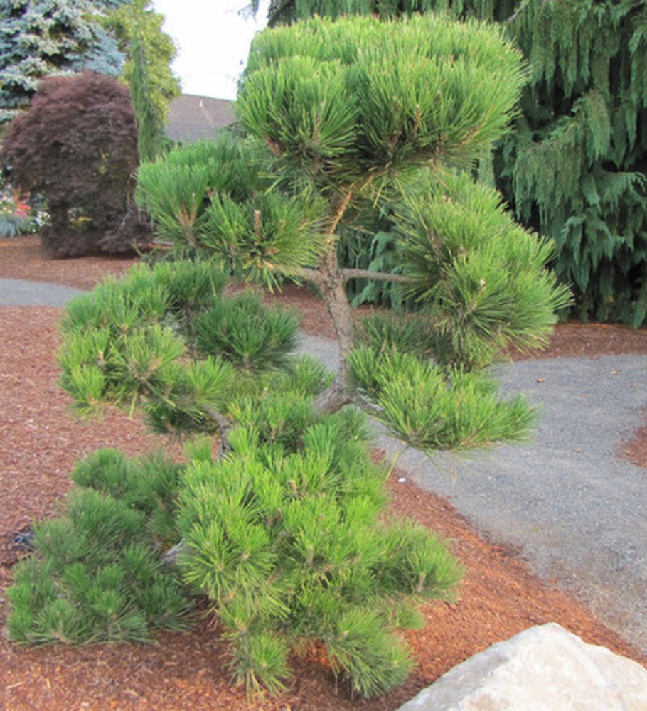 Сосна белая Восточная Веймутова