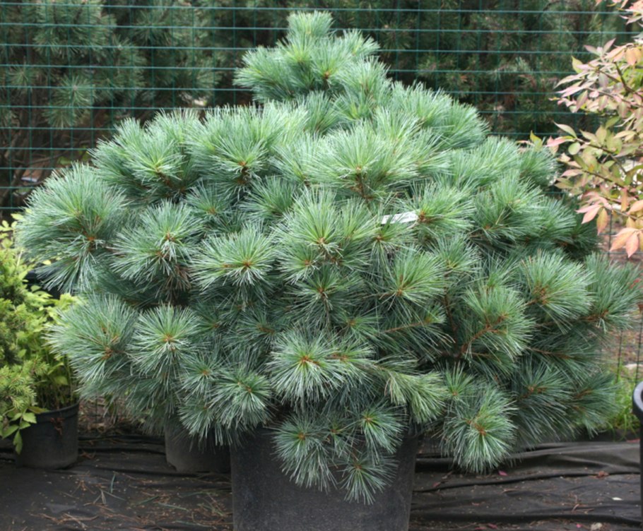 Сосна Веймутова Fastigiata