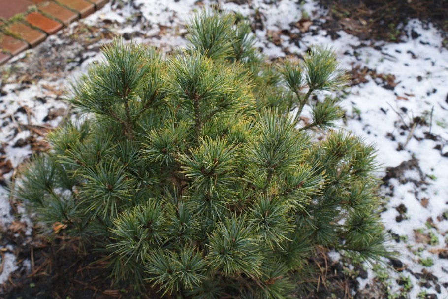 Сосна Горная Макопин