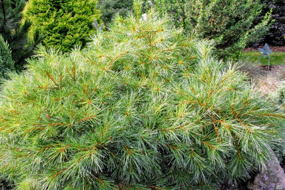 Сосна Шверина "Wiethorst" (Витхорст)