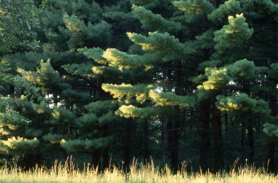 Веймутова сосна