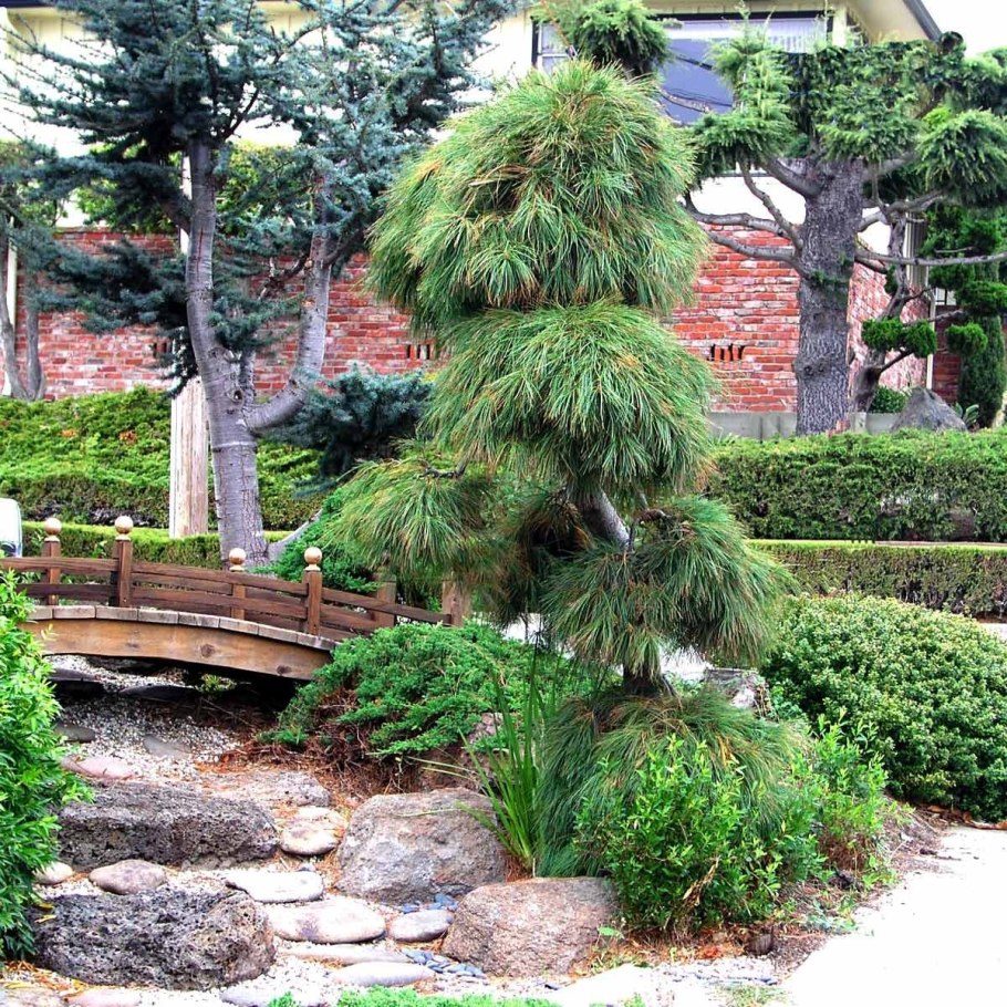 Сосна Веймутова pendula