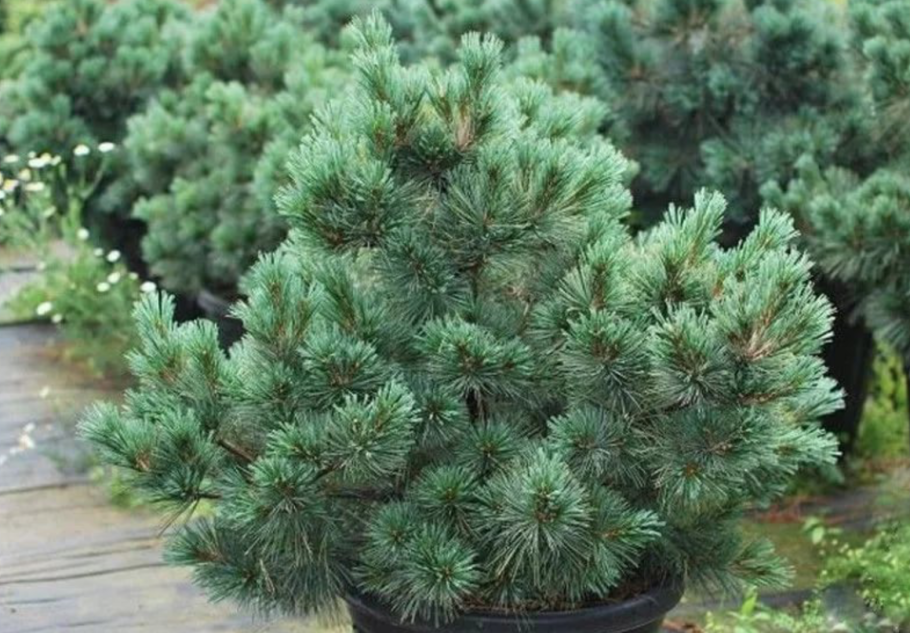 Сосна веймутова минима