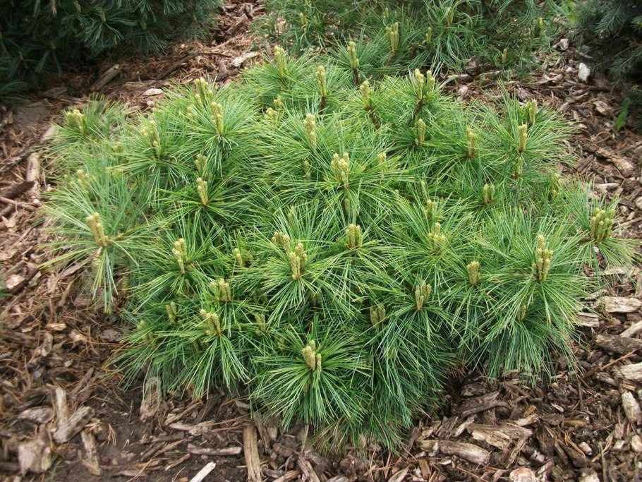 Сосна Веймутова Фастигиата