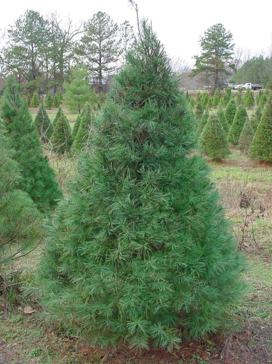 Сосна Веймутова Блю Шег