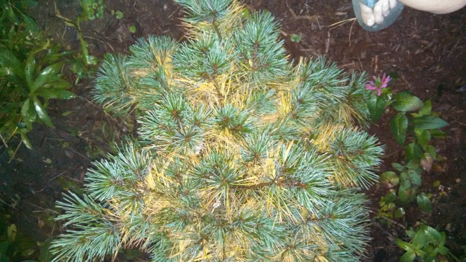 Сосна обыкновенная globosa viridis