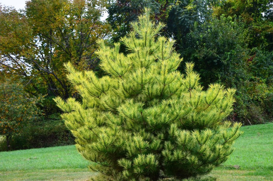 Сосна Веймутова стони Брук