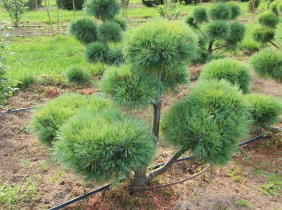 Сосна Веймутова Фастигиата