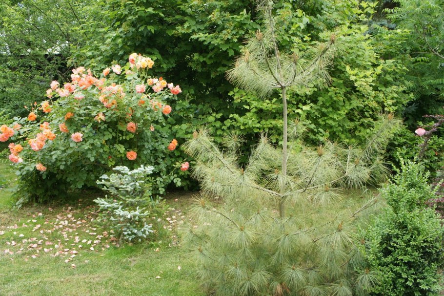 Сосна Веймутова Фастигиата